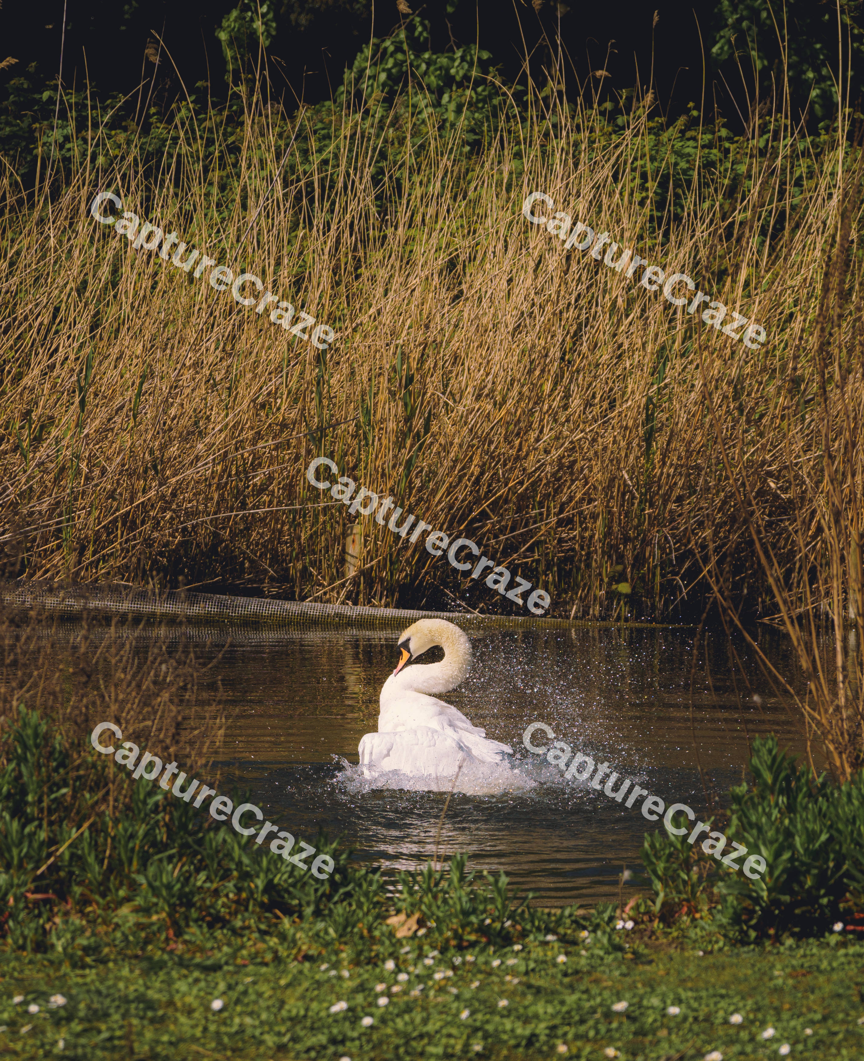 A Swan Display
